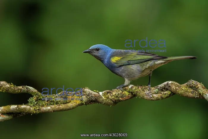  : Golden-chevroned Tanager, Atlantic Forest, Sao Paulo