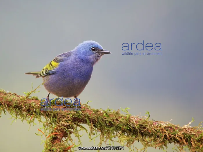 : Golden Chevroned Tanager Thraupis ornate Atlantic : Golden Chevroned Tanager Thraupis ornate Atlantic