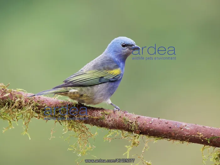 : Golden Chevroned Tanager Thraupis ornate Atlantic : Golden Chevroned Tanager Thraupis ornate Atlantic