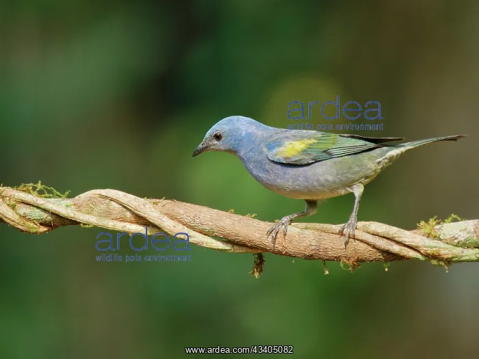 : Golden Chevroned Tanager Thraupis ornate Atlantic : Golden Chevroned Tanager Thraupis ornate Atlantic