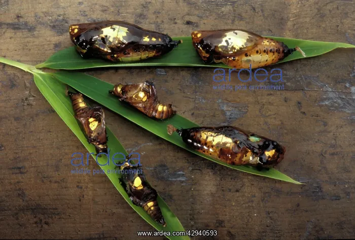 : Golden chrysalids - several species on a leaf : Golden chrysalids - several species on a leaf
