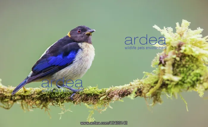 : Golden-collard honeycreeper at home in the endangered : Golden-collard honeycreeper at home in the endangered