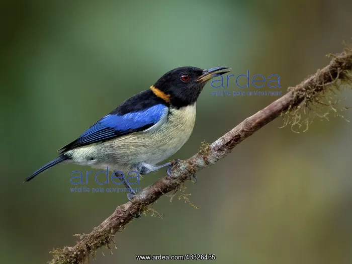: Golden-collared Honeycreeper (Iridophanes pulche : Golden-collared Honeycreeper (Iridophanes pulche
