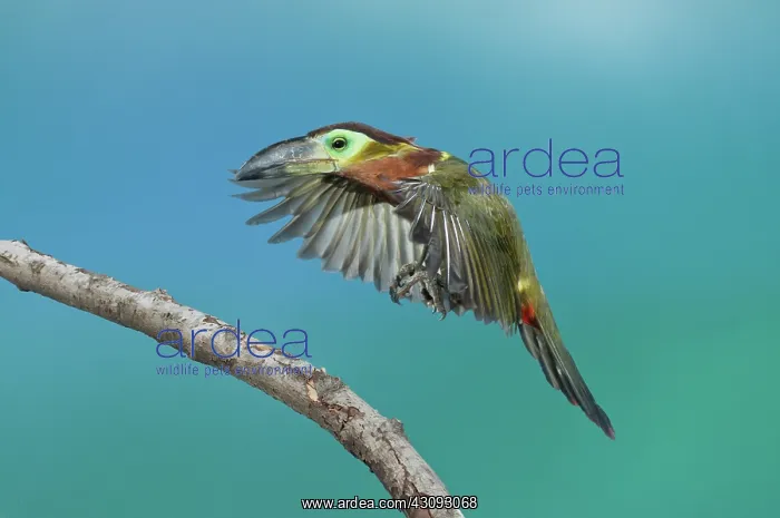 : Golden-Collared Toucanet : Golden-Collared Toucanet