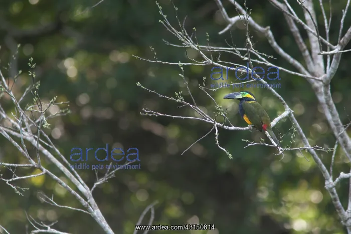 : Golden-collared Toucanet : Golden-collared Toucanet