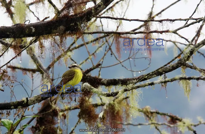 : Golden-crowned Flycatcher - on moss and lichen-covered : Golden-crowned Flycatcher - on moss and lichen-covered