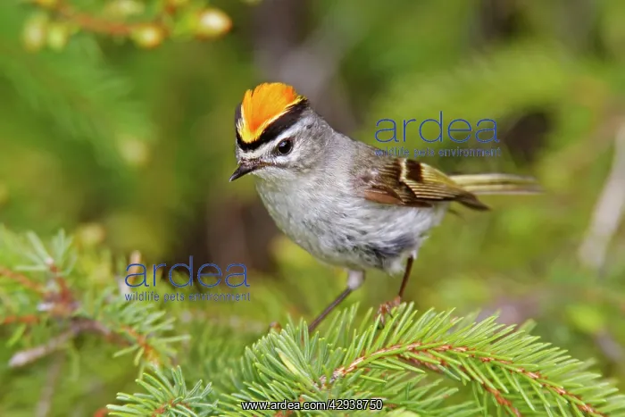 : Golden-crowned Kinglet : Golden-crowned Kinglet