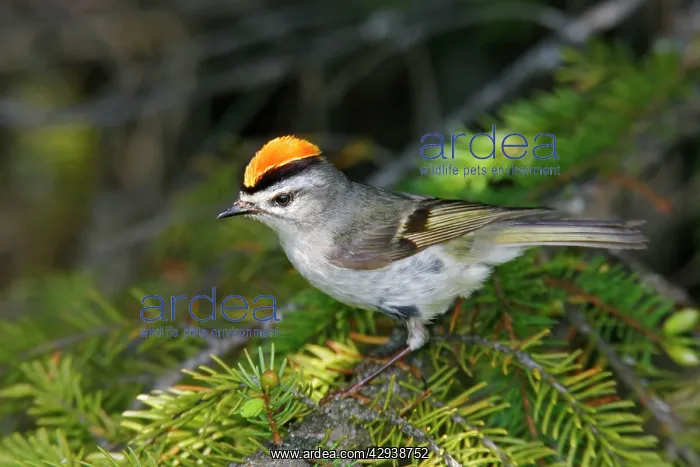 : Golden-crowned Kinglet : Golden-crowned Kinglet