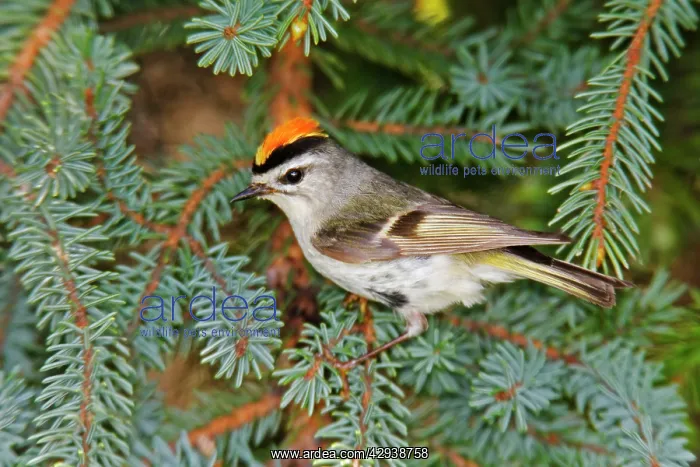 : Golden-crowned Kinglet : Golden-crowned Kinglet