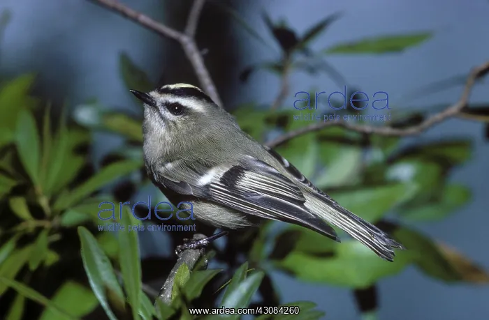  : Golden-Crowned Kinglet