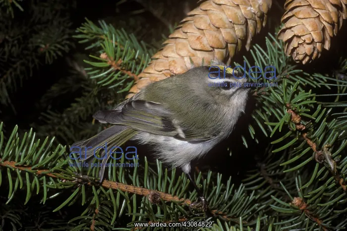 : Golden-crowned Kinglet : Golden-crowned Kinglet