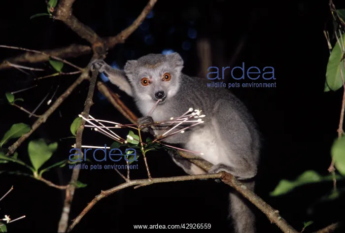 : Golden-Crowned LEMURS - female eating flowers of : Golden-Crowned LEMURS - female eating flowers of