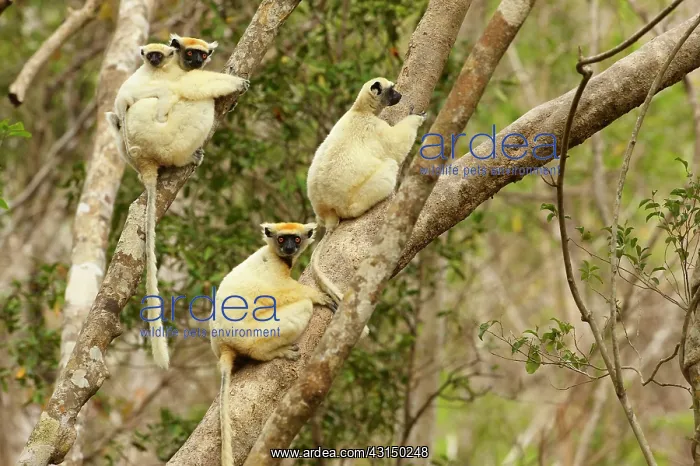: Golden-crowned Sifaka : Golden-crowned Sifaka