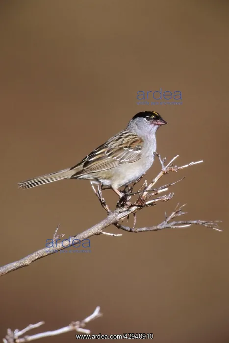 : Golden-crowned Sparrow : Golden-crowned Sparrow