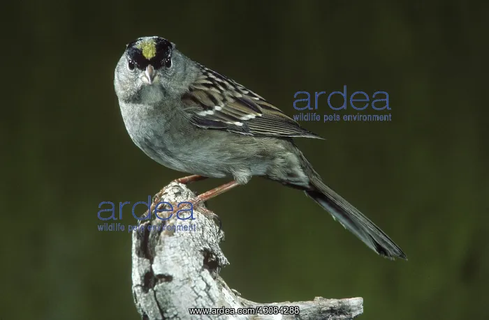 : Golden-Crowned Sparrow : Golden-Crowned Sparrow