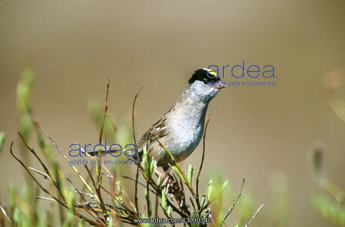: Golden-crowned Sparrow : Golden-crowned Sparrow