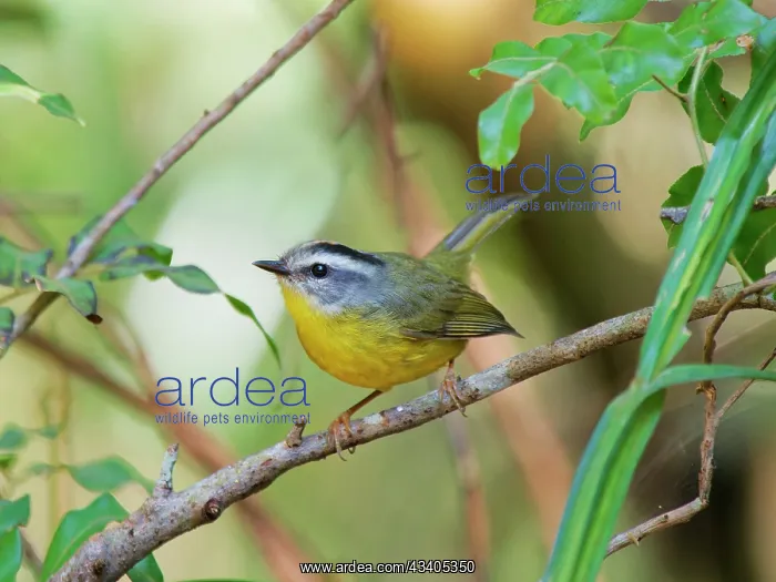 : Golden Crowned Warbler Basileuterus culicivorus : Golden Crowned Warbler Basileuterus culicivorus