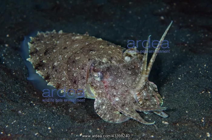 : Golden Cuttlefish : Golden Cuttlefish