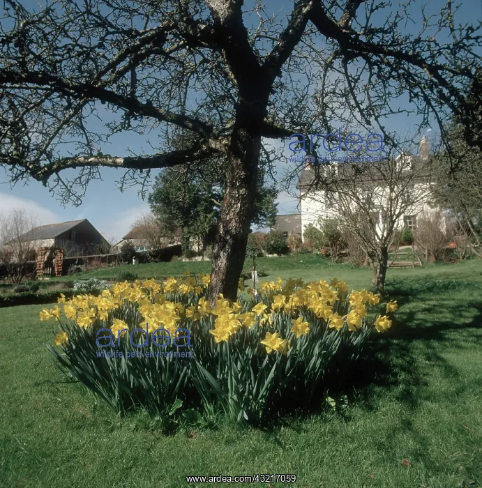 : Golden daffodils under an Apple Tree : Golden daffodils under an Apple Tree