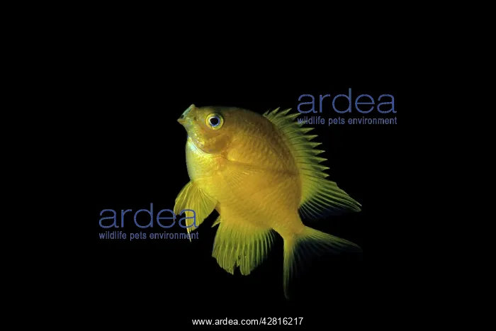 : Golden damsel, Amblyglyphidodon aureus, Walindi, West New B : Golden damsel, Amblyglyphidodon aureus, Walindi, West New B