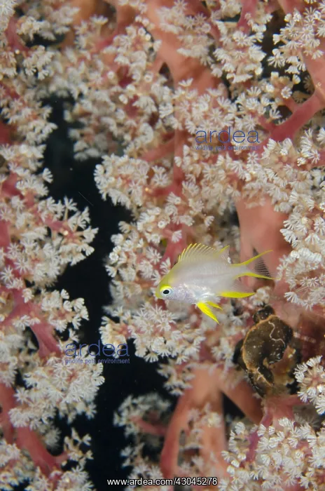 : Golden Damsel - Juvenile in coral fan - Liberty : Golden Damsel - Juvenile in coral fan - Liberty