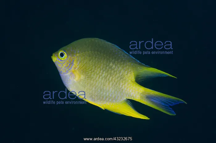 : Golden Damsel - Liberty Wreck dive site, Tulamben : Golden Damsel - Liberty Wreck dive site, Tulamben