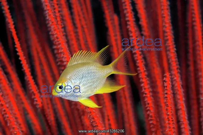: Golden damselfish (Amblyglyphidodon aureus) in front : Golden damselfish (Amblyglyphidodon aureus) in front