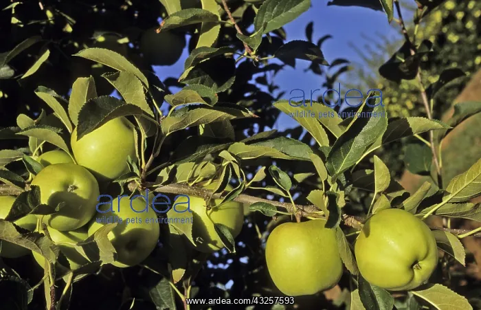 : Golden Delicious Apples : Golden Delicious Apples