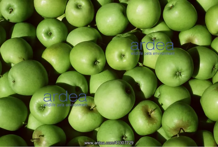 : Golden Delicious Apples : Golden Delicious Apples