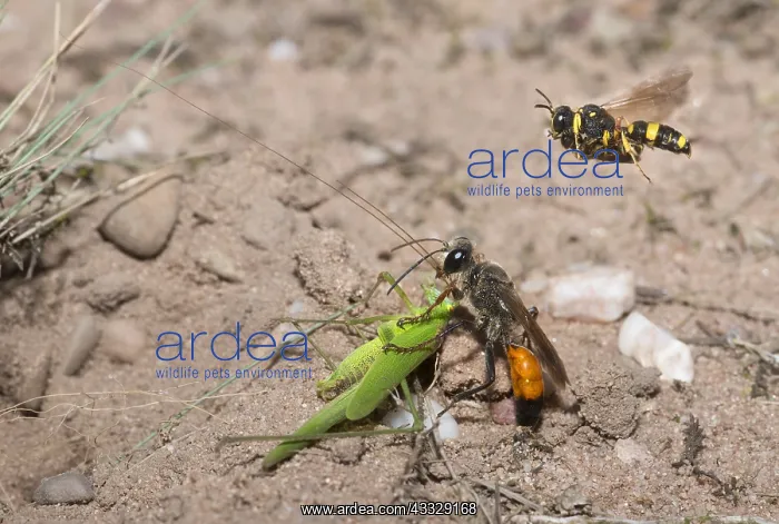 : Golden digger wasp (Sphex funerarius) reporting : Golden digger wasp (Sphex funerarius) reporting