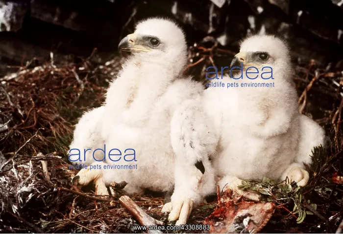 : GOLDEN EAGLE - 4 weeks old : GOLDEN EAGLE - 4 weeks old