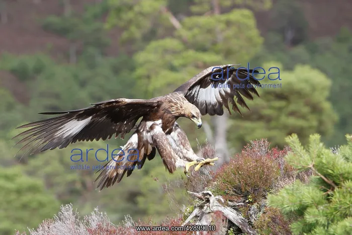 : Golden Eagle : Golden Eagle