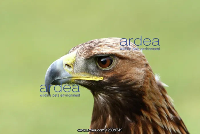 : Golden Eagle : Golden Eagle