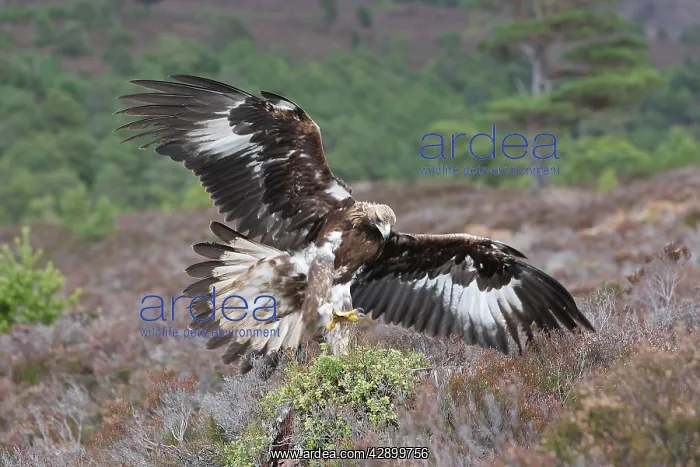 : Golden Eagle : Golden Eagle