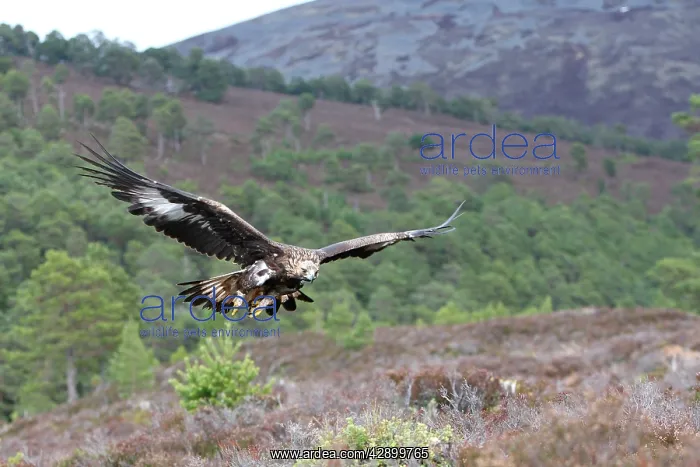 : Golden Eagle : Golden Eagle