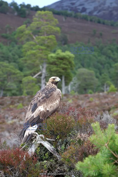 : Golden Eagle : Golden Eagle