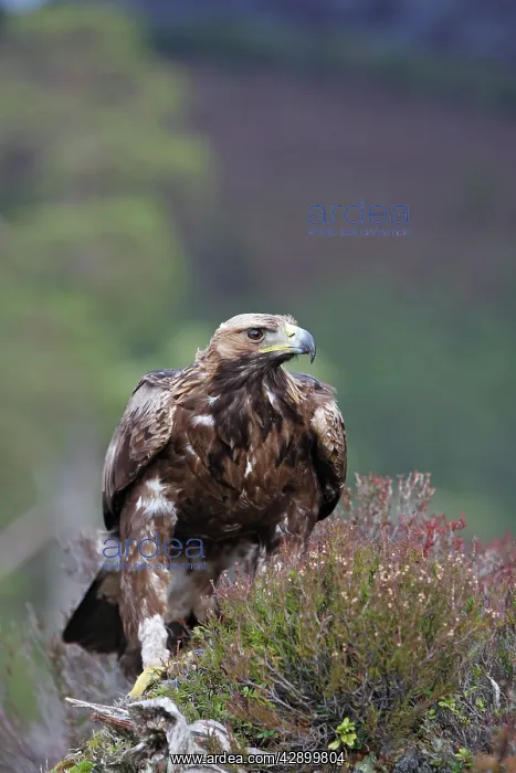 : Golden Eagle : Golden Eagle