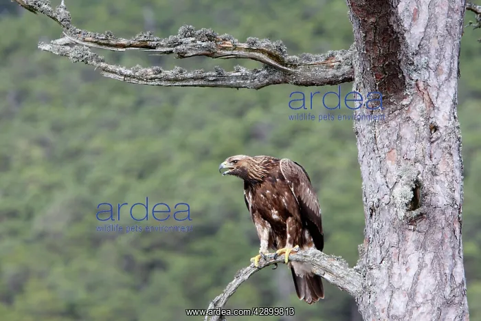 : Golden Eagle : Golden Eagle