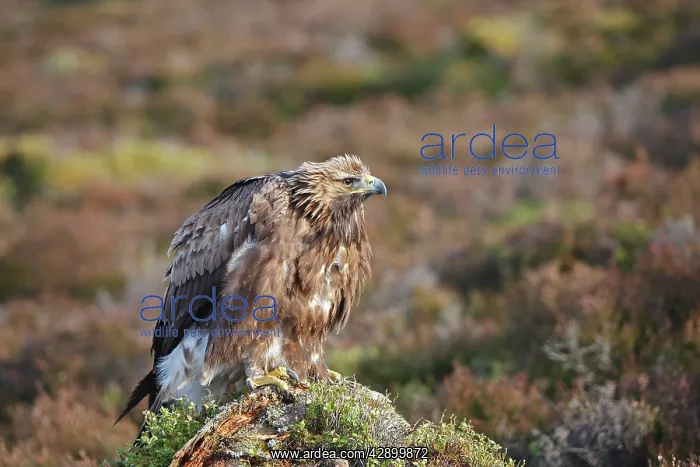 : Golden Eagle : Golden Eagle