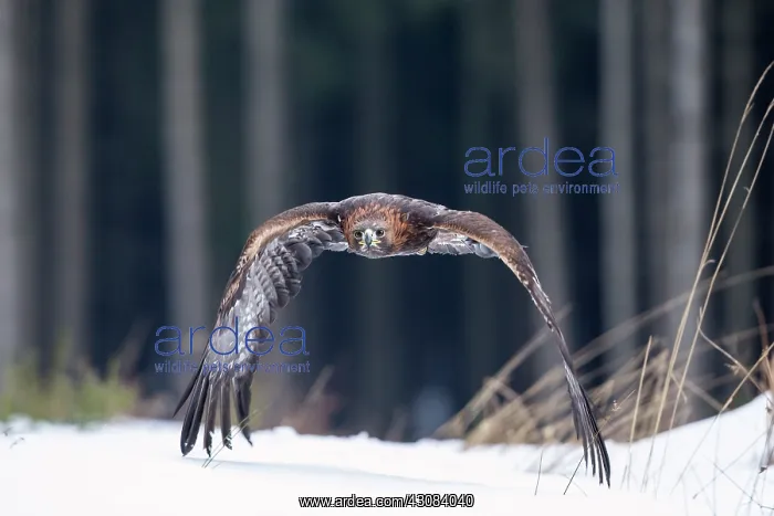 : Golden Eagle : Golden Eagle
