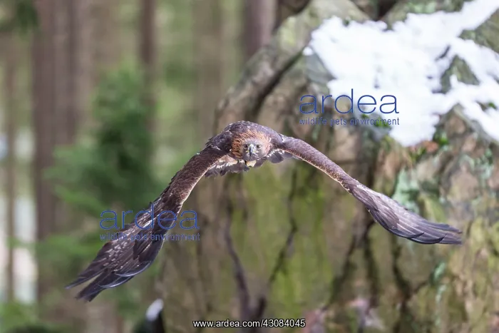 : Golden Eagle : Golden Eagle