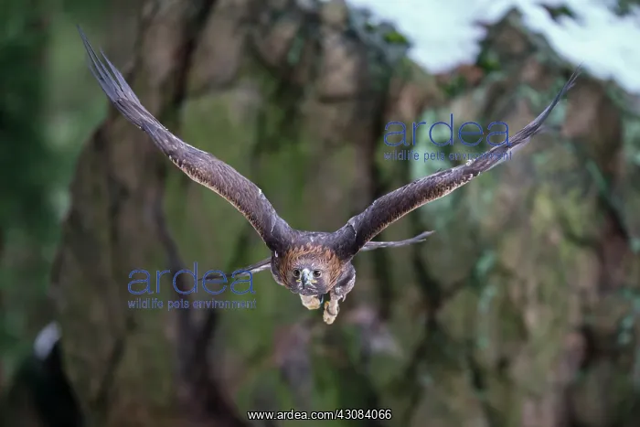 : Golden Eagle : Golden Eagle
