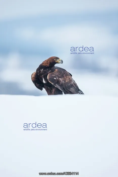 : Golden Eagle : Golden Eagle