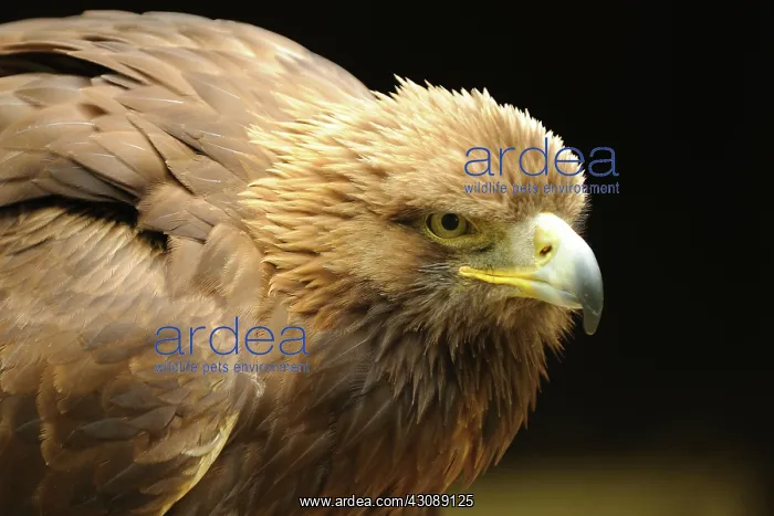 : Golden Eagle : Golden Eagle