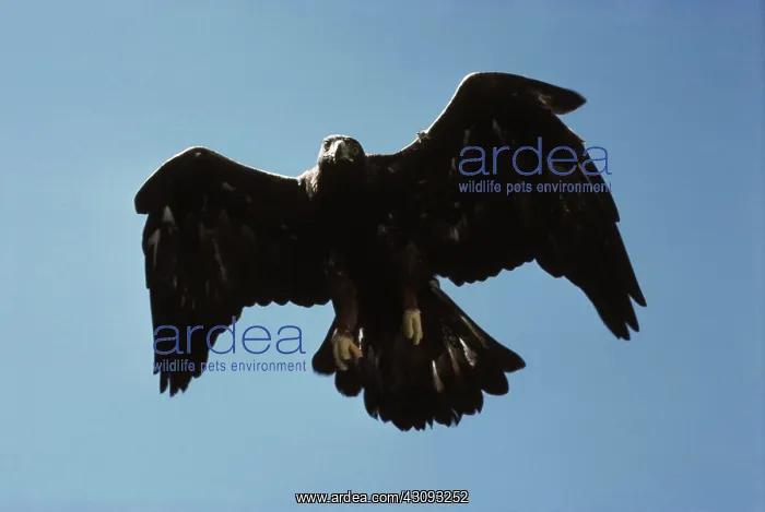 : Golden Eagle : Golden Eagle