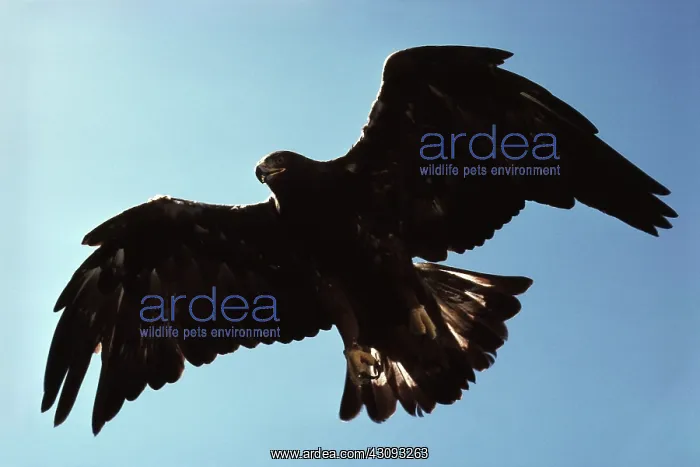 : Golden Eagle : Golden Eagle