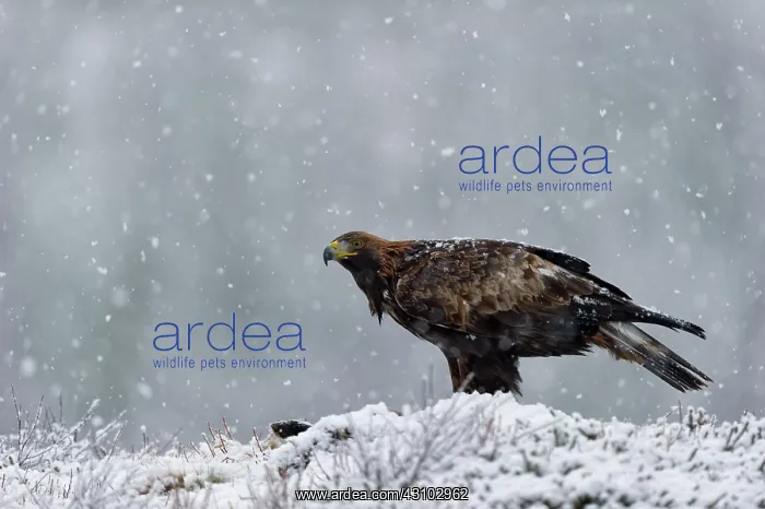 : Golden Eagle : Golden Eagle