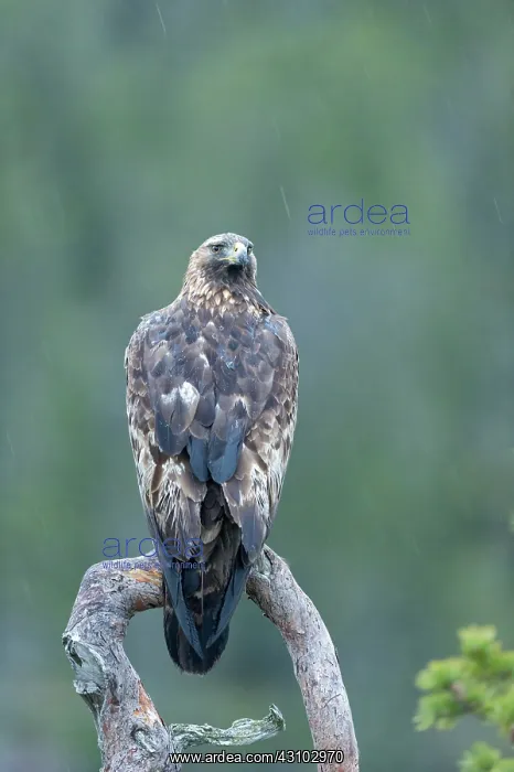 : Golden Eagle : Golden Eagle