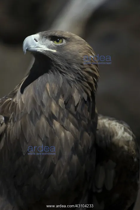 : Golden Eagle : Golden Eagle