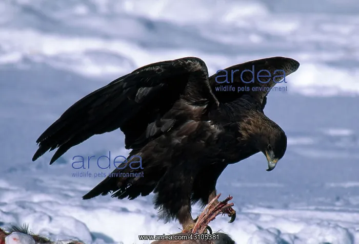 : Golden Eagle : Golden Eagle